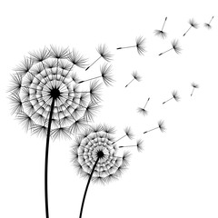 Two stylized flowers dandelions over white