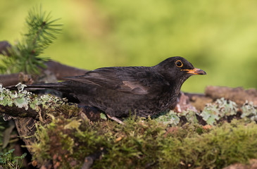 Blackbird, Turdus merula
