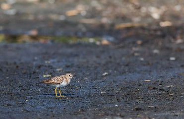 Least Sandpiper ( Calidris minutilla )