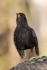 Blackbird, Turdus merula