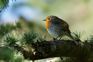 Un rouge gorge dans un sapin avec un bel arrière plan coloré