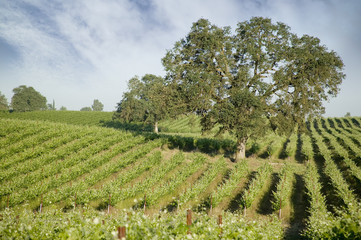 Fototapeta na wymiar Hillside Vineyard with Oak