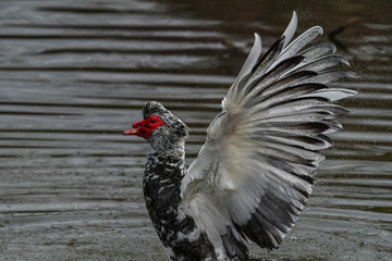 Moscovy duck in California Pond flapping its magnificent wings