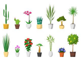 Big set of decorative house plants with pot isolated. interior, vector, flat icon design. Cactus, orchid, aloe, palm, yucca, crassula, sansevieria, tulip flower, anthurium, baobab tree, bamboo, lemon