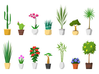 Fototapeta premium Big set of decorative house plants with pot isolated. interior, vector, flat icon design. Cactus, orchid, aloe, palm, yucca, crassula, sansevieria, tulip flower, anthurium, baobab tree, bamboo, lemon