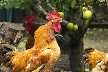 chickens  roosters and hens in a free range farm