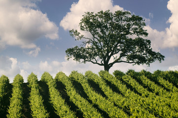 Fototapeta na wymiar Hillside Vineyard with Oak