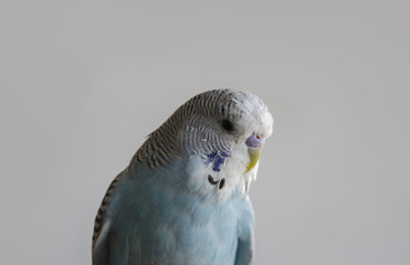 Poultry blue closeup