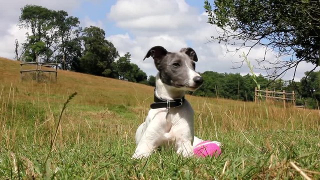 Whippet dog lying down in field