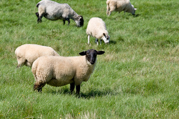 Black Faced Sheep in the green field