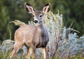 Black-tailed Deer