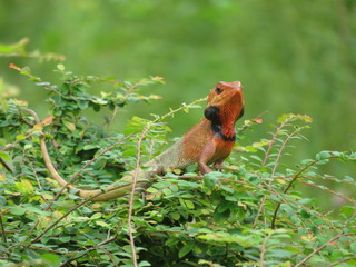 Changeable Lizard 