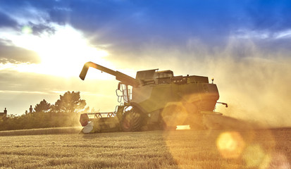 Fototapeta premium Combine harvesting on the South Downs - dramtic backlghit