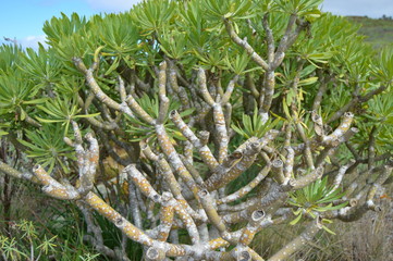 Euphorbia lamarckii, Tabaiba amarga