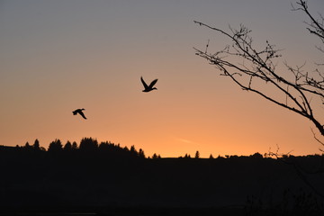 Fototapeta na wymiar Mallard Ducks Silhouetted in Flight at Sunset with Trees