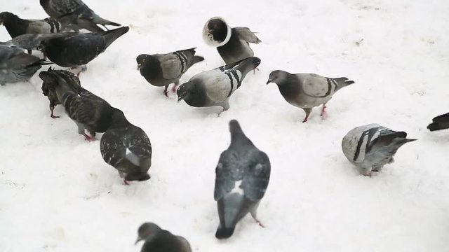 Group of pigeons feeding on the snow