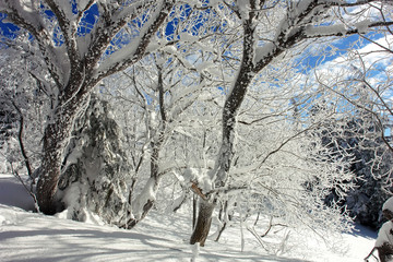        .snow-covered tree on a background of a winter forest and a rainbow