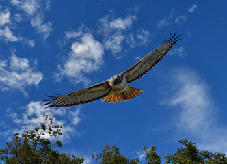 Redtail hawk flying towards photographer wings fully spread in front of clouds