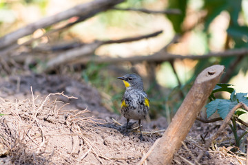 El pájaro camina por la tierra en busca de alimento.