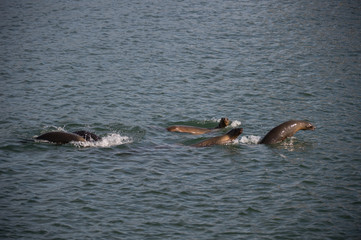 Sealions razing through ocean waters and jumping