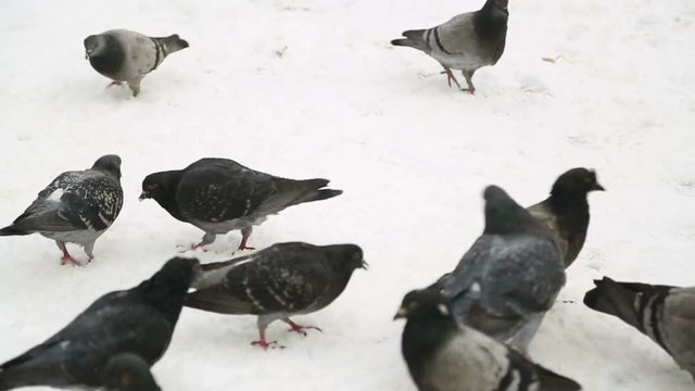 Group of pigeons feeding on the snow