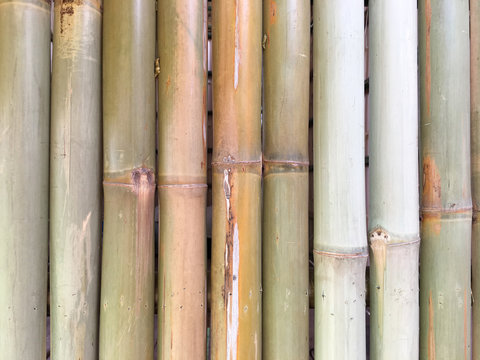 bamboo nature background wallpaper line 
