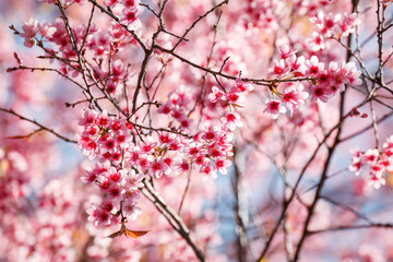 Cherry blossom in Khun Wang ChiangMai, Thailand.