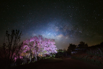 Fototapeta premium Milky Way Galaxy and Cherry blossom pathway in Khun Wang ChiangM