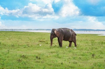 Fototapeta premium Panoramic view with elephant