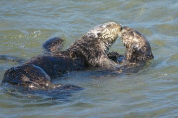 Fototapeta premium Seaotters kissing and hugging in California coastal waters