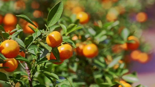closeup tangerines on tree branch with sun brightness on sides wind shakes leaves before Vietnamese new year TET
