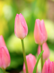 ピンクのチューリップ
