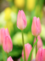 ピンクのチューリップ
