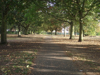 Tree walkway 