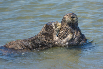 Fototapeta premium Seaotters kissing and hugging in California coastal waters