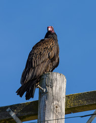 Turkey vulture sitting on power pole