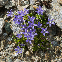 Alpine flower campanula cenisia (Mont Cenis Bellflower),  Aosta valley Italy. Photo taken at an altitude of 3100 meters.
