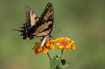 Butterflys