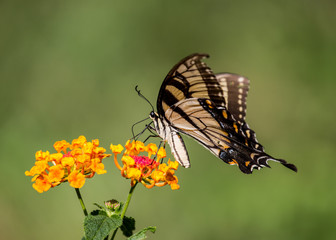 Butterflys