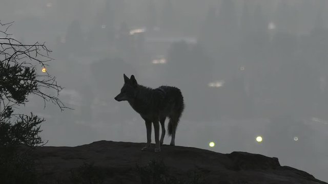 Coyote on rock howling at Los Angeles before dawn.