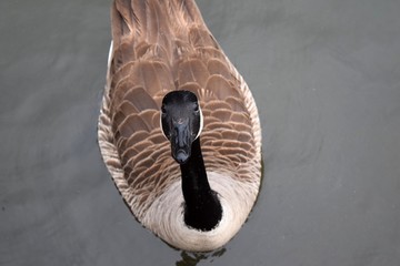 Goose looking at camera man