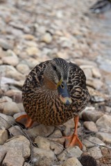 Fototapeta premium Yellow and black duck orange feet