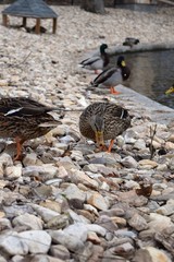 Yellow and black duck orange feet