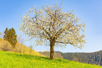 Naklejka premium view of a single cherry tree