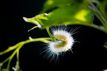 Caterpeller, fuzzy backlit