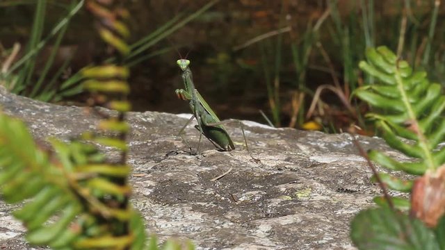 Insecto mantis religiosa mirando a camara  encima de una roca y al lado de un riachuelo o arroyo