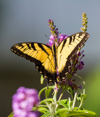 Butterfly, yellow