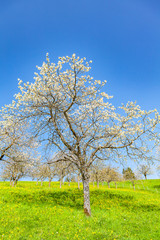 Fototapeta premium view of a single cherry tree