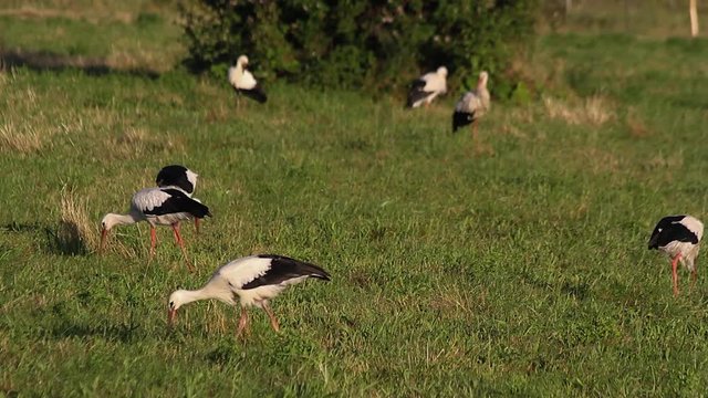 Cig&uuml;e&ntilde;as buscando alimento en un prado humedo

