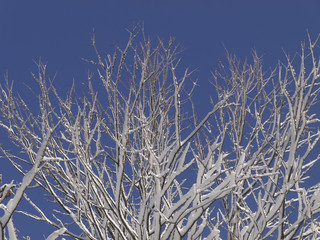 木に咲いた雪の花